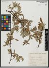 Foto von Salix hastata L.